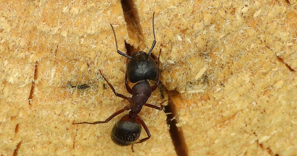 Gmachówka drzewotoczna (Camponotus ligniperda)