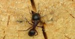 Gmachówka drzewotoczna (Camponotus ligniperda)