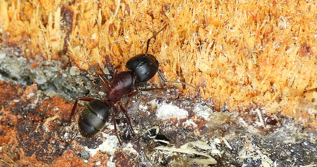 Gmachówka drzewotoczna (Camponotus ligniperda)