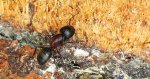 Gmachówka drzewotoczna (Camponotus ligniperda)