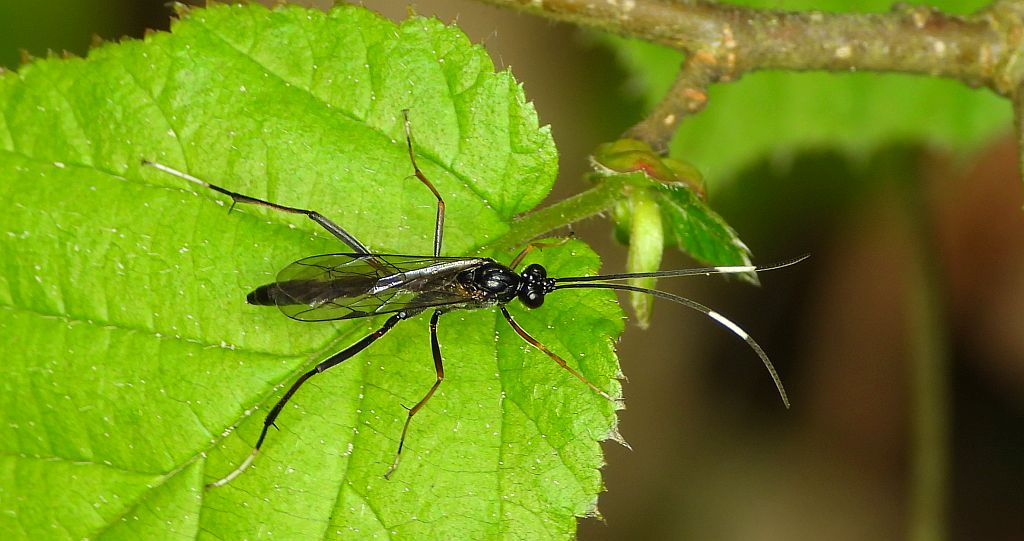 Gąsienicznik (Ichneumonoidea) - Xorides sp.