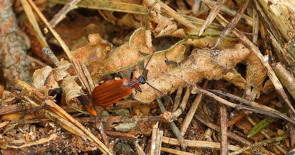 Ogniczek grzebykoczułki (Schizotus pectinicornis)