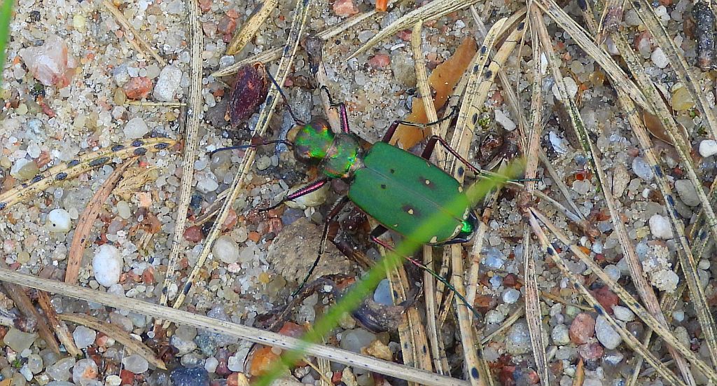 Trzyszcz polny (Cicindela campestris)