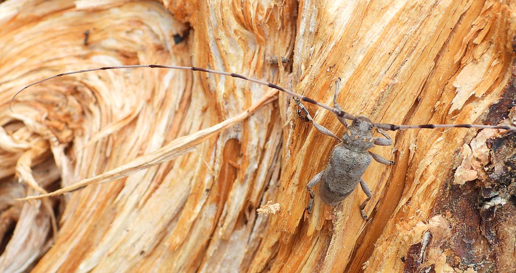 Tycz cieśla (Acanthocinus aedilis)