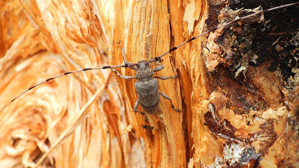 Tycz cieśla (Acanthocinus aedilis)