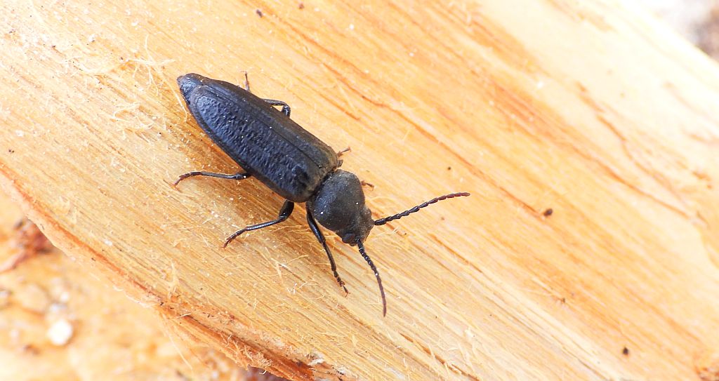 Szczapówka sosnowa, szczapówka bruzdkowana (Asemum striatum)