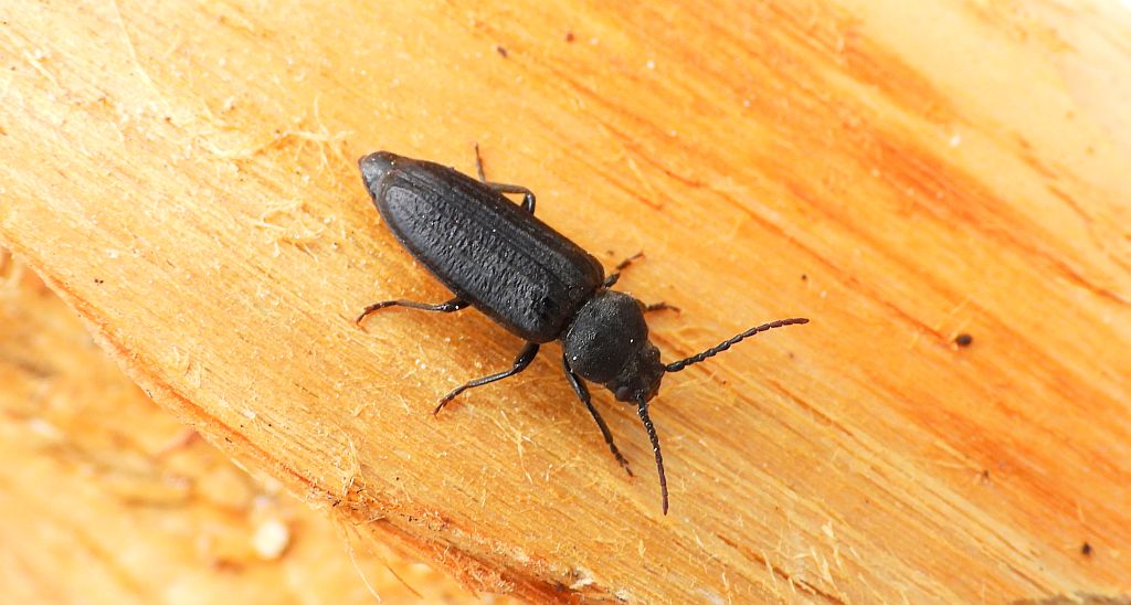 Szczapówka sosnowa, szczapówka bruzdkowana (Asemum striatum)