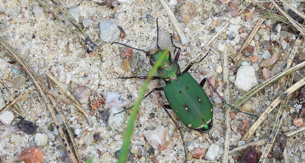 Trzyszcz polny (Cicindela campestris)