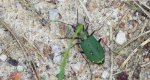 Trzyszcz polny (Cicindela campestris)