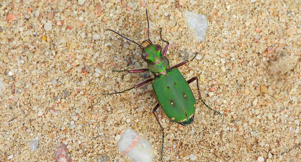 Trzyszcz polny (Cicindela campestris)