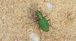 Trzyszcz polny (Cicindela campestris)