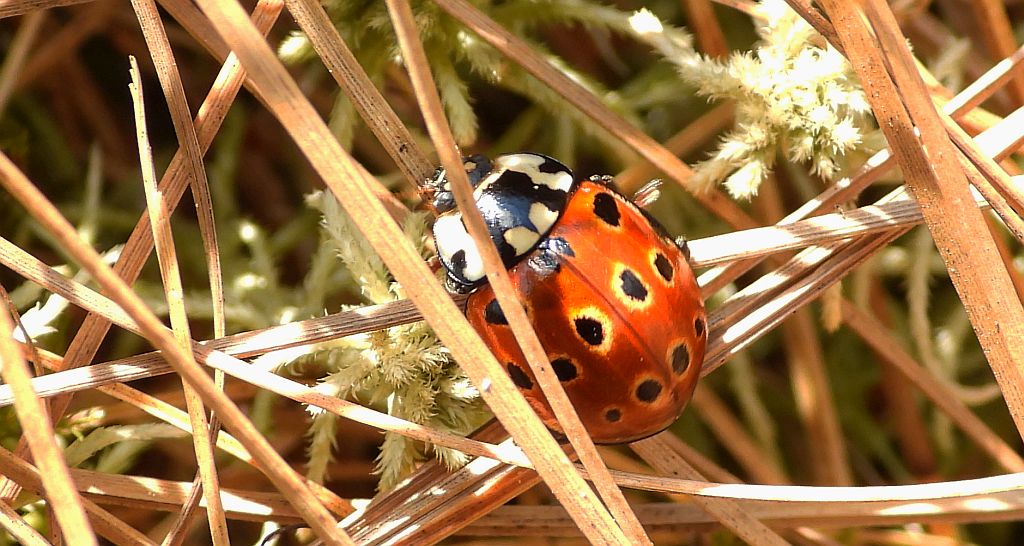 Biedronka oczatka, oczatka (Anatis ocellata)