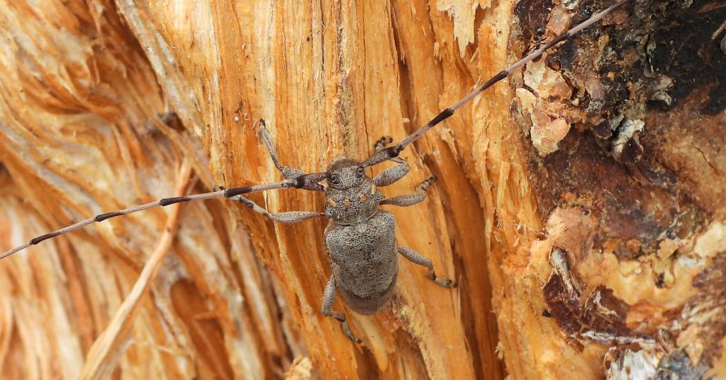 Tycz cieśla (Acanthocinus aedilis)