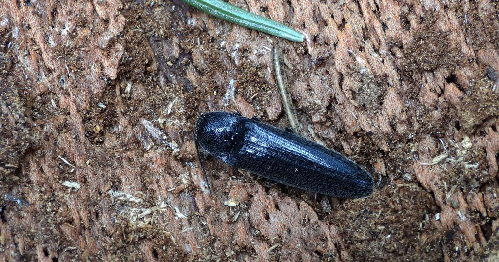 Sprężyk - Ampedus nigerrimus