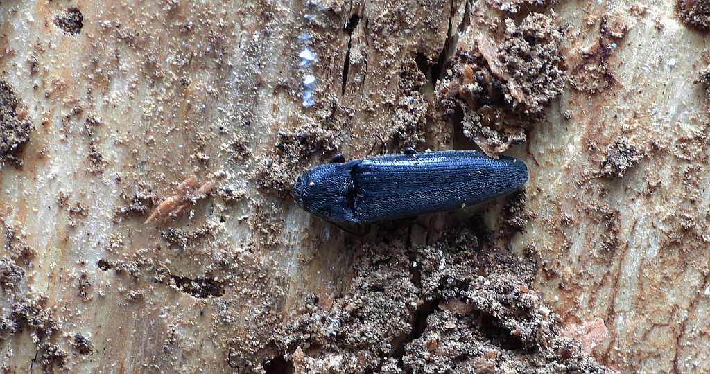 Sprężyk - Ampedus nigerrimus