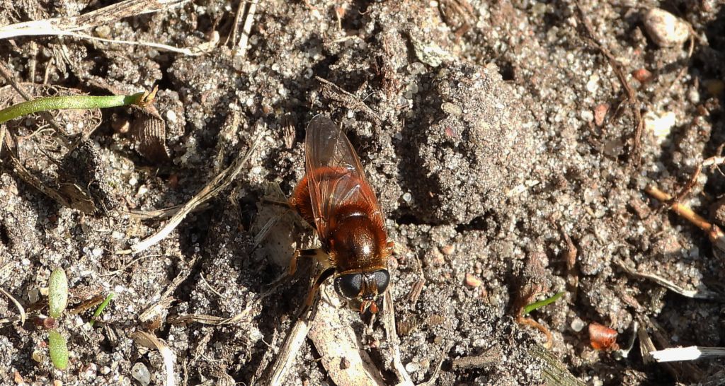 Wyrówka złocista (Cheilosia chrysocoma)