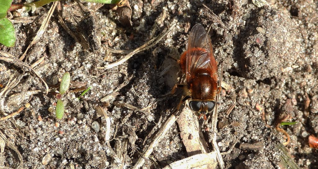 Wyrówka złocista (Cheilosia chrysocoma)