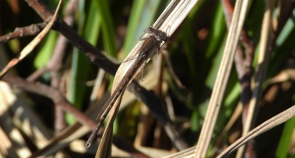 Straszka syberyjska /północna/ (Sympecma paedisca)