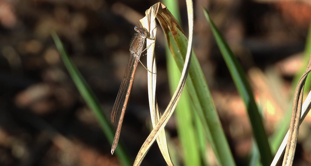 Straszka syberyjska /północna/ (Sympecma paedisca)