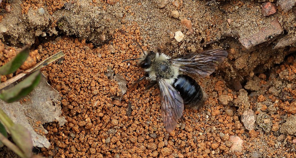 Pszczolinka napiaskowa (Andrena vaga)