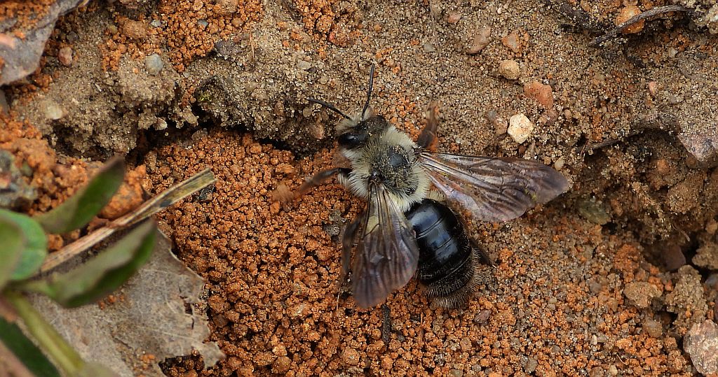 Pszczolinka napiaskowa (Andrena vaga)