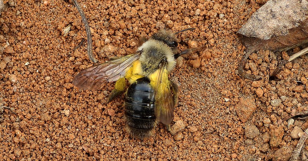 Pszczolinka napiaskowa (Andrena vaga)