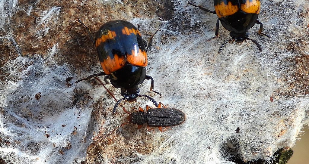 Zdłabek płaski (Uleiota planatus) i borzewka (Diaperis boleti)