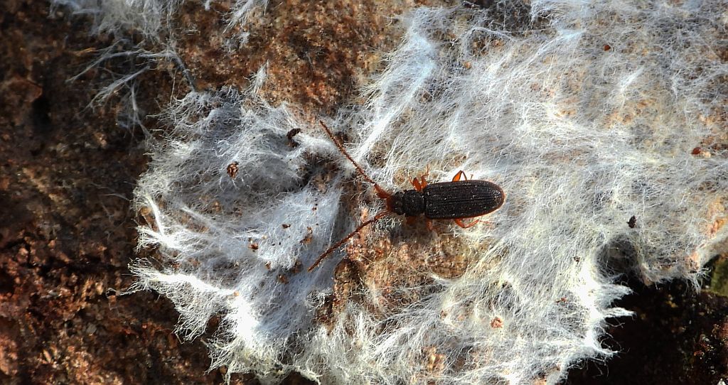 Zdłabek płaski (Uleiota planatus)