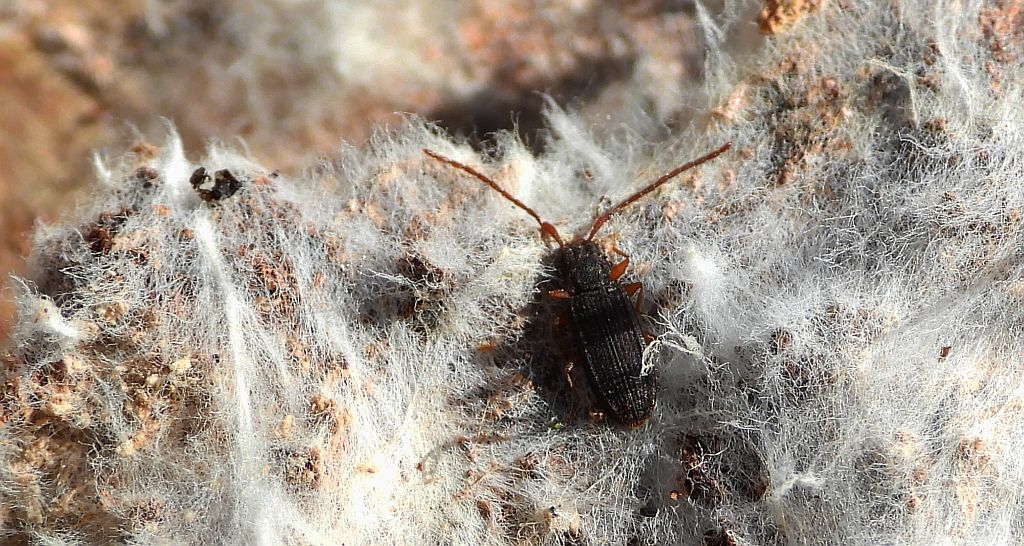 Zdłabek płaski (Uleiota planatus)