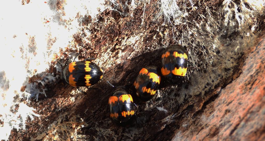 Borzewka (Diaperis boleti)