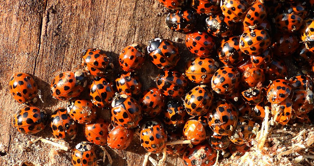 Biedronka azjatycka (Harmonia axyridis)