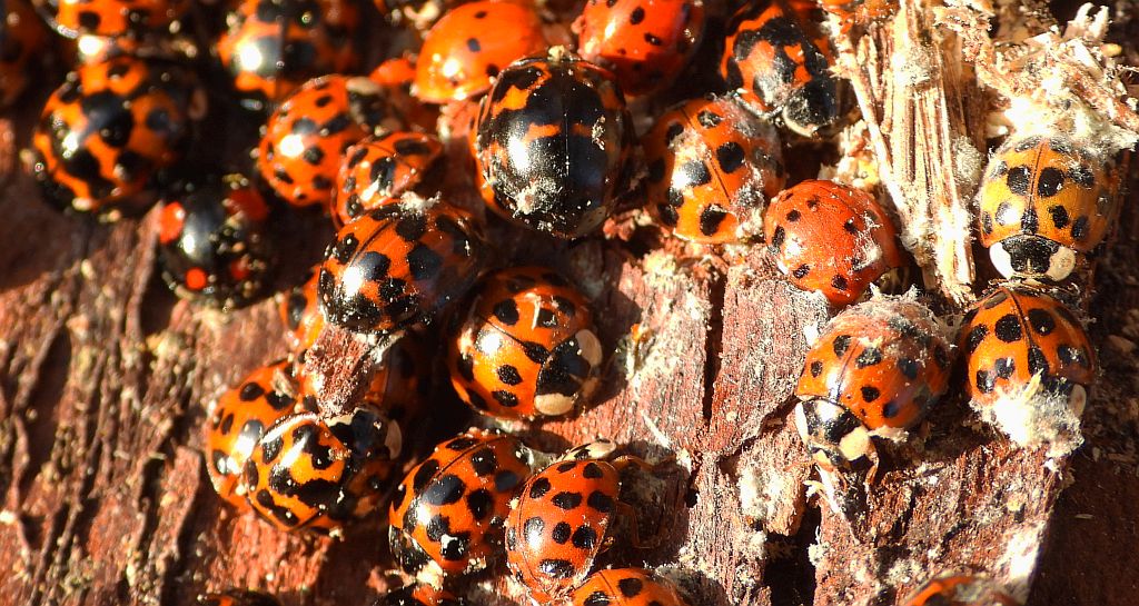 Biedronka azjatycka (Harmonia axyridis)