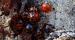 Biedronka azjatycka (Harmonia axyridis)