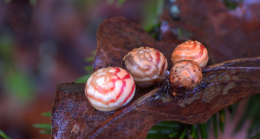 Galasówka długobrzuszka (Cynips longiventris)