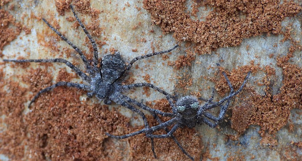 Ślizgun borowy (Philodromus margaritatus)