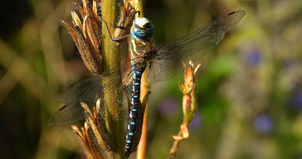 Żagnica jesienna (Aeshna mixta)