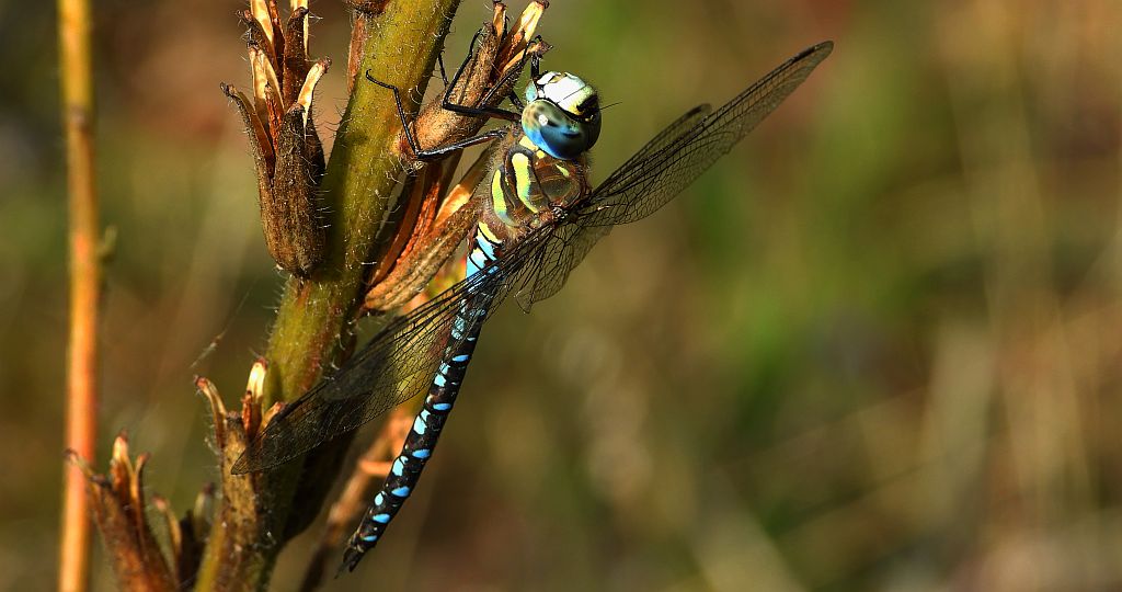 Żagnica jesienna (Aeshna mixta)