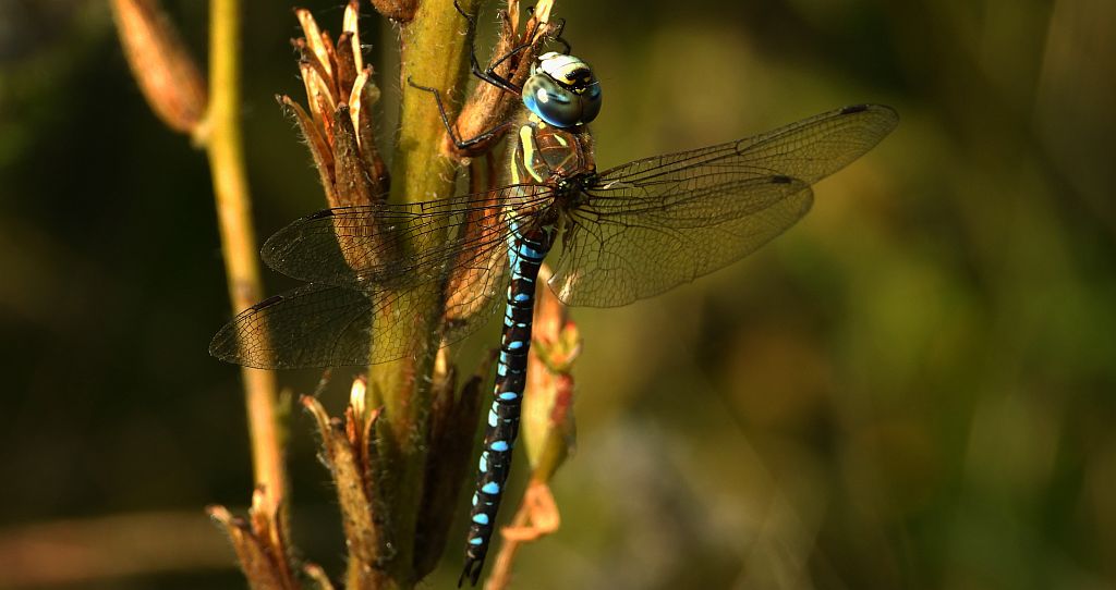 Żagnica jesienna (Aeshna mixta)