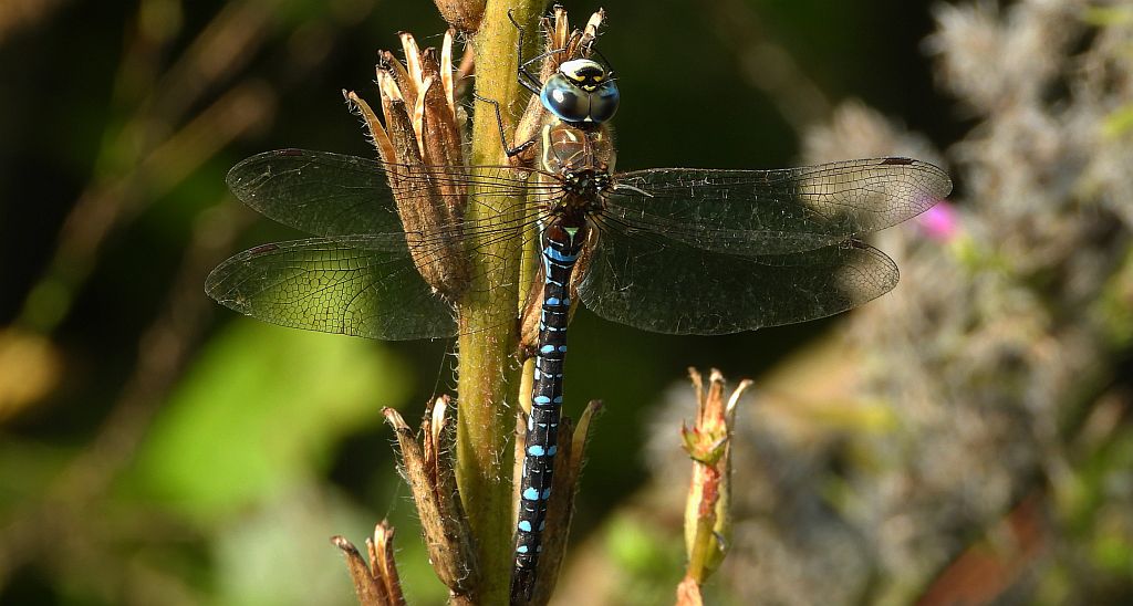 Żagnica jesienna (Aeshna mixta)