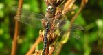 Żagnica jesienna (Aeshna mixta)