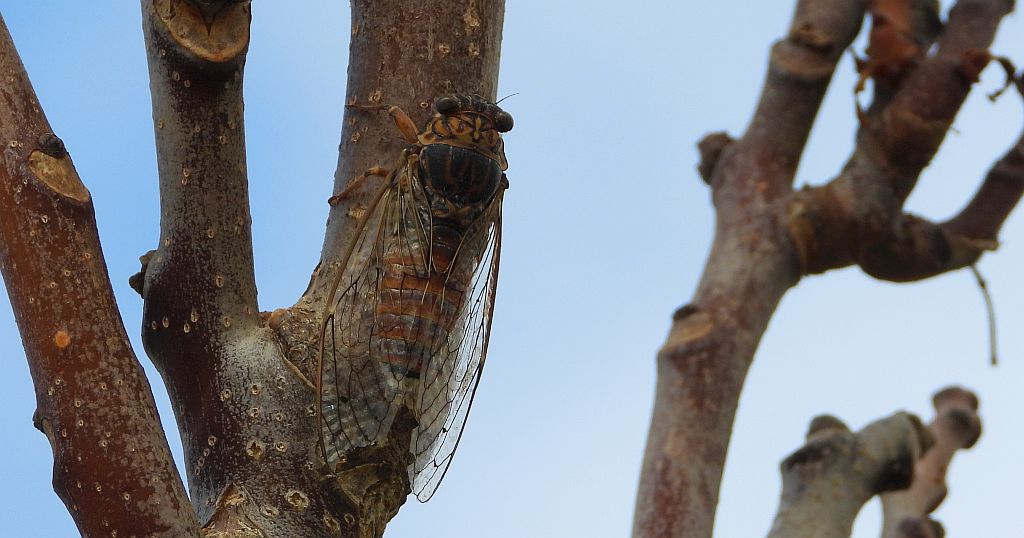Piewik mannik, cykada orni (Cicada orni)
