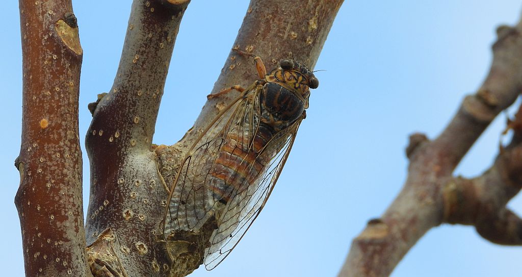 Piewik mannik, cykada orni (Cicada orni)