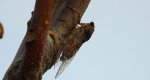 Piewik mannik, cykada orni (Cicada orni)
