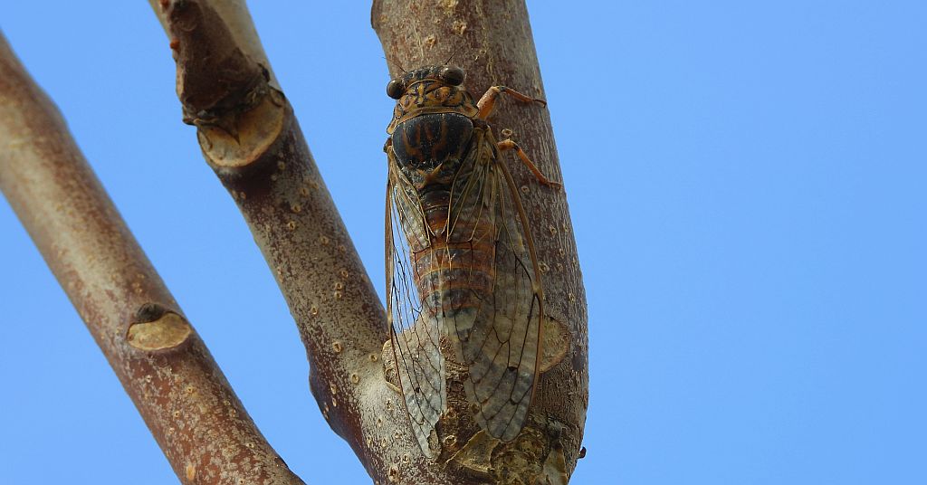 Piewik mannik, cykada orni (Cicada orni)
