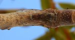 Piewik mannik, pykada orni (Cicada orni)