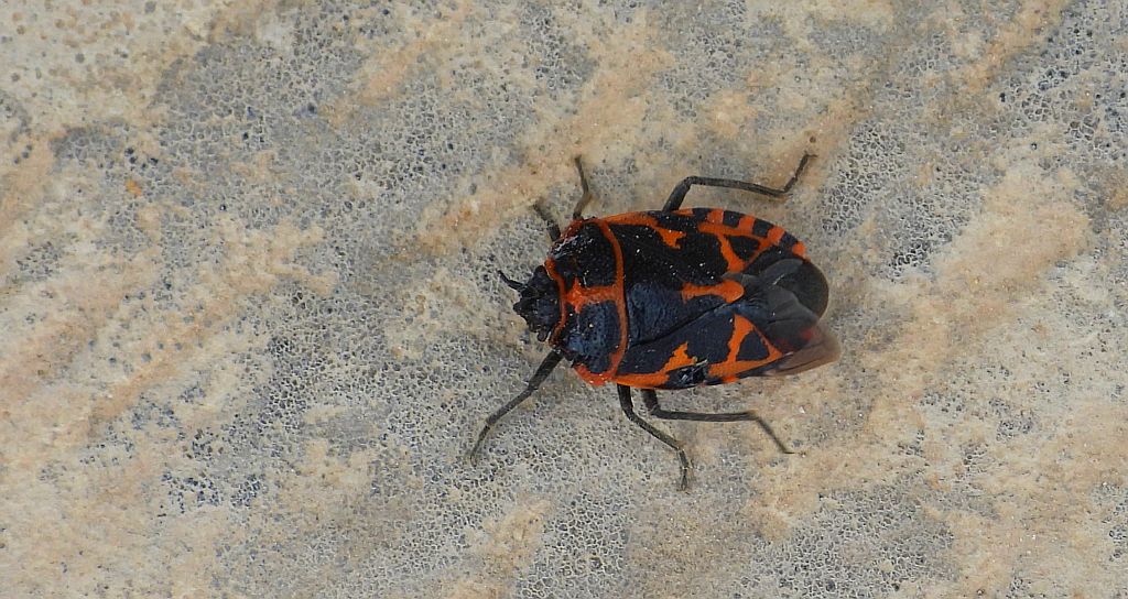 Warzywnica - Eurydema eckerleini