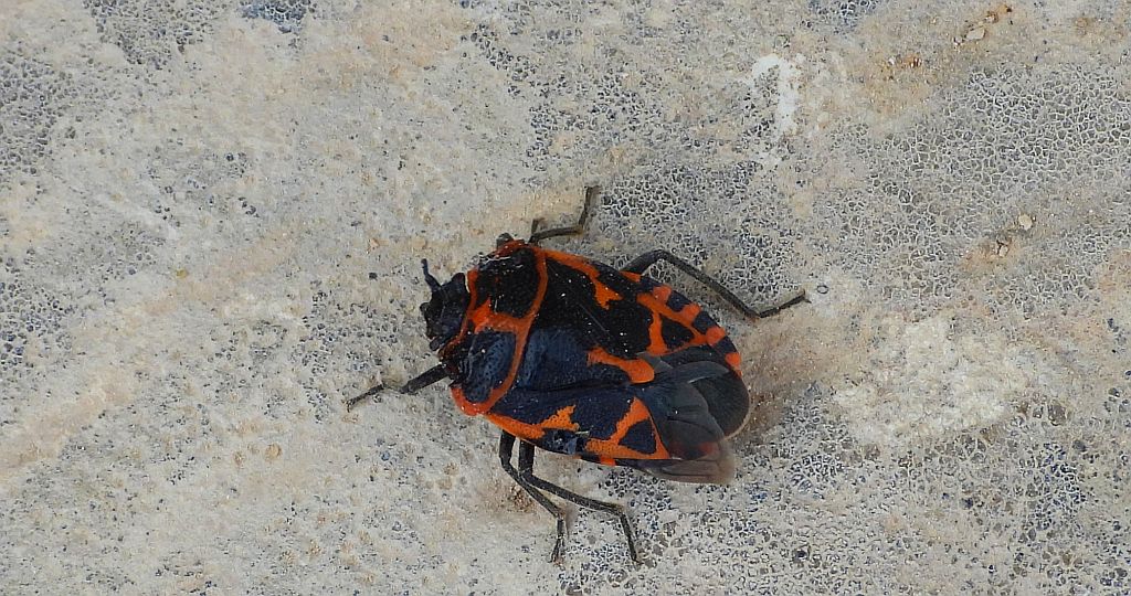 Warzywnica - Eurydema eckerleini