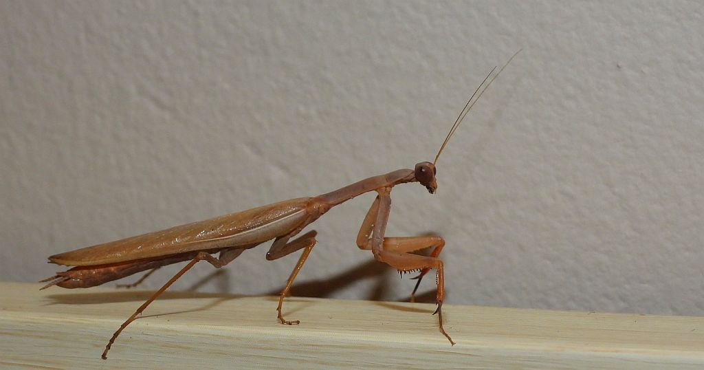 Modliszka zwyczajna (Mantis religiosa)