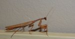 Modliszka zwyczajna (Mantis religiosa)