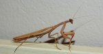 Modliszka zwyczajna (Mantis religiosa)